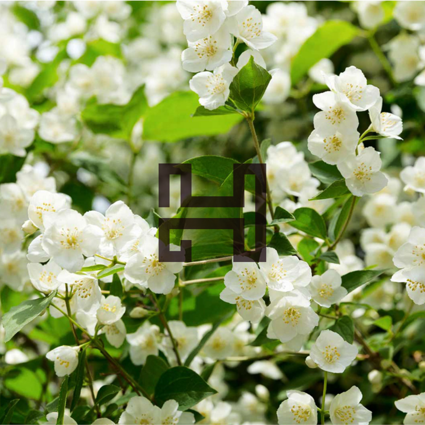 Jasmine Aroma Olie – 120ml